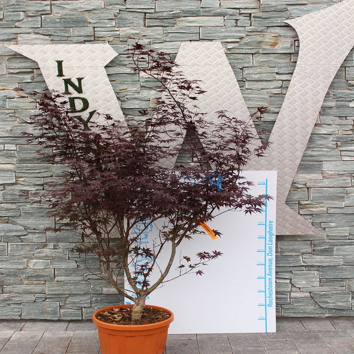 ACER PALM. BLOODGOOD  CLT 25 H 125 - 150 CM