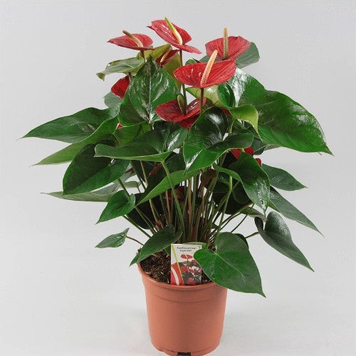 Anthurium and. Bugatti Red