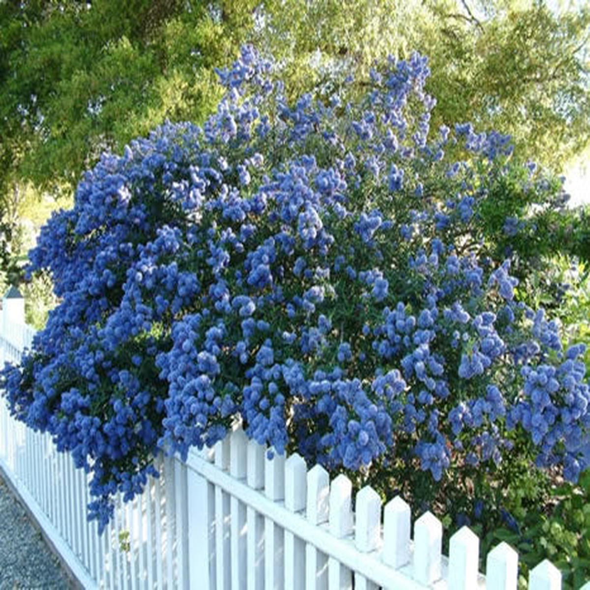 Ceanothus Concha
