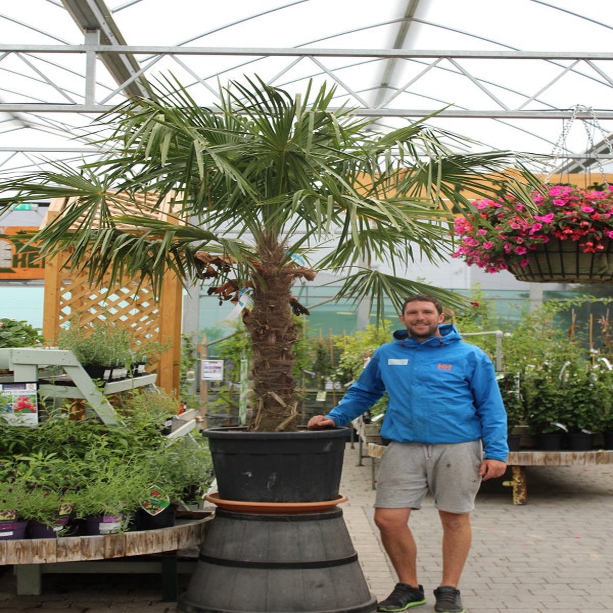 CHAMAEROPS EXCELSA CLT 50 / 90  TRONCO 100 - 120 CM   STELO SING.