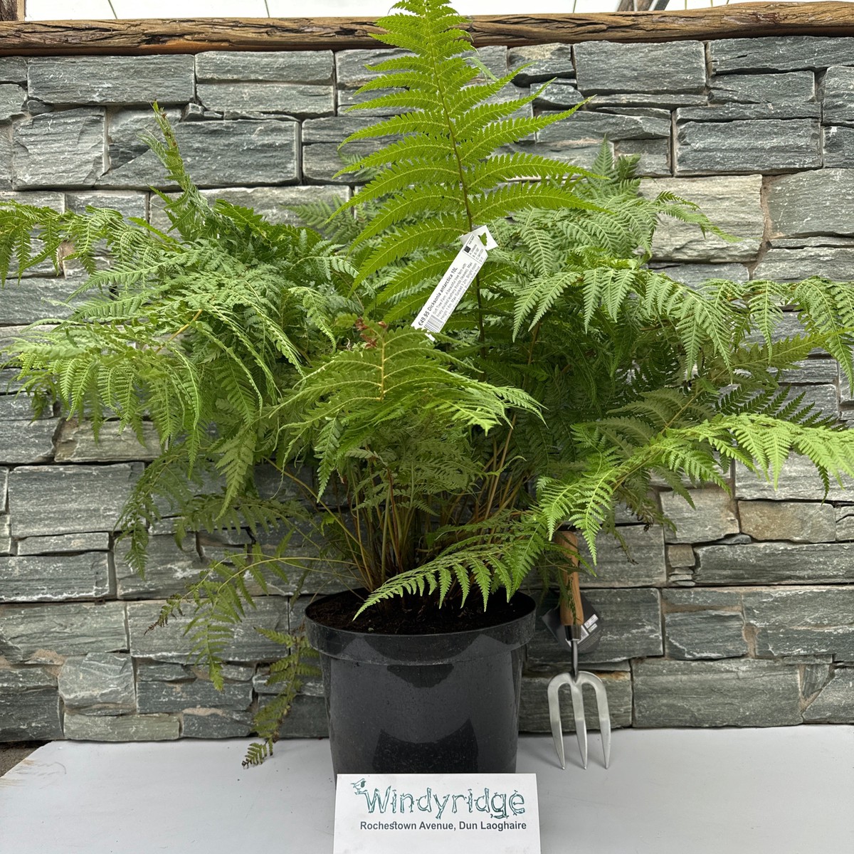 DICKSONIA antartica