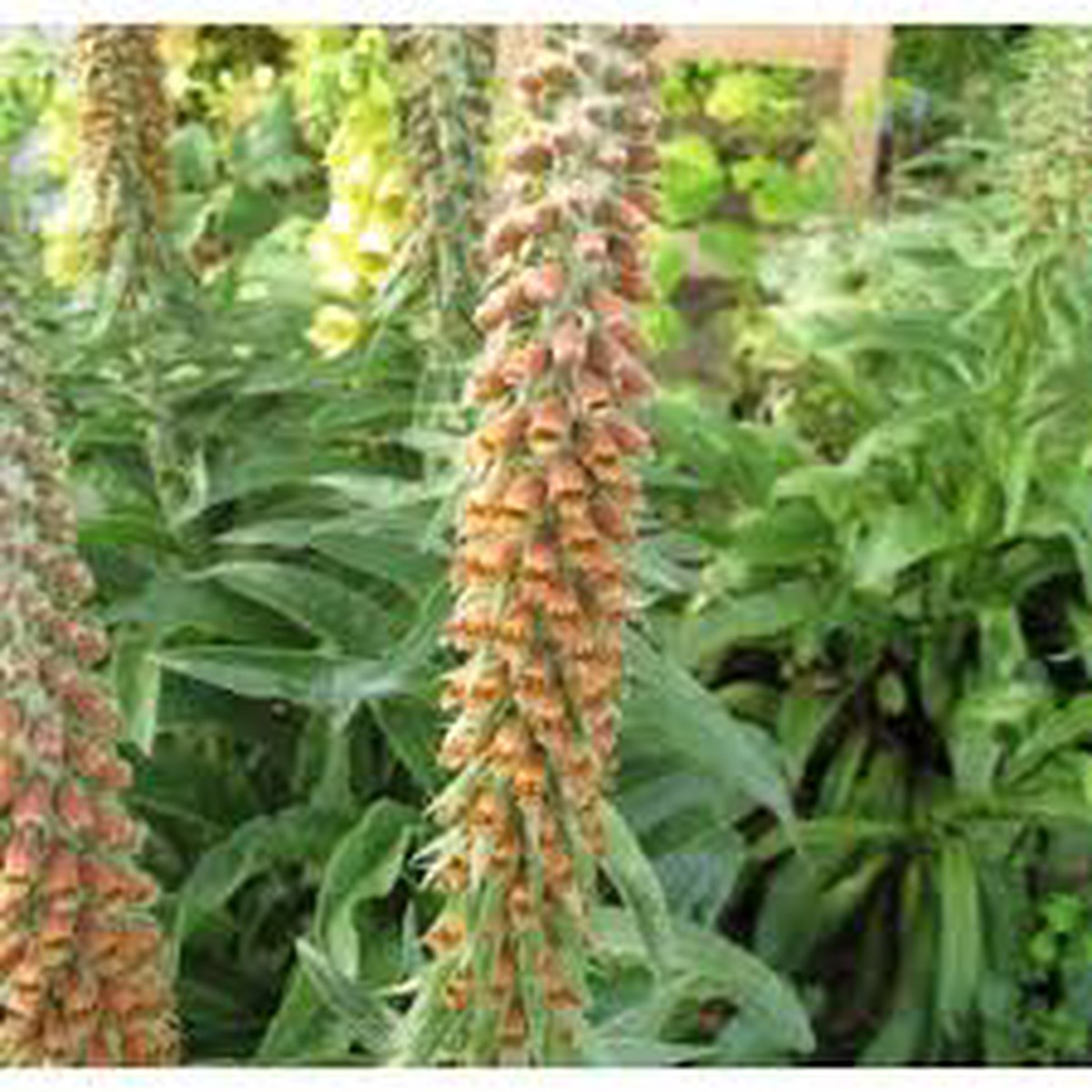 Digitalis Milk Chocolate