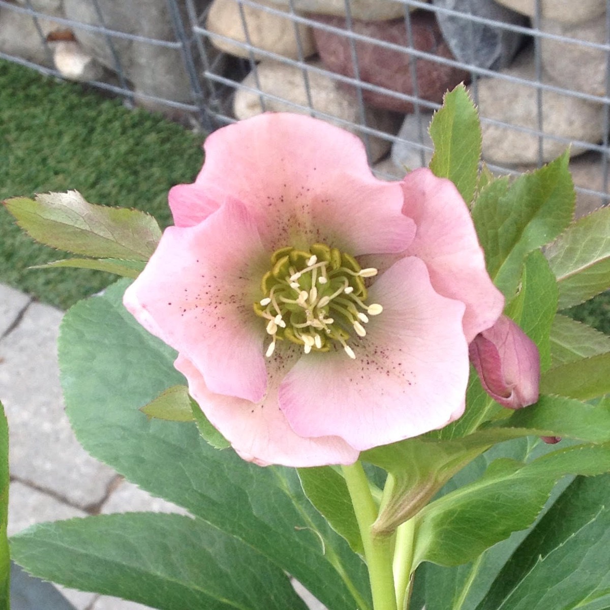 Helleborus Pretty Anna Pink