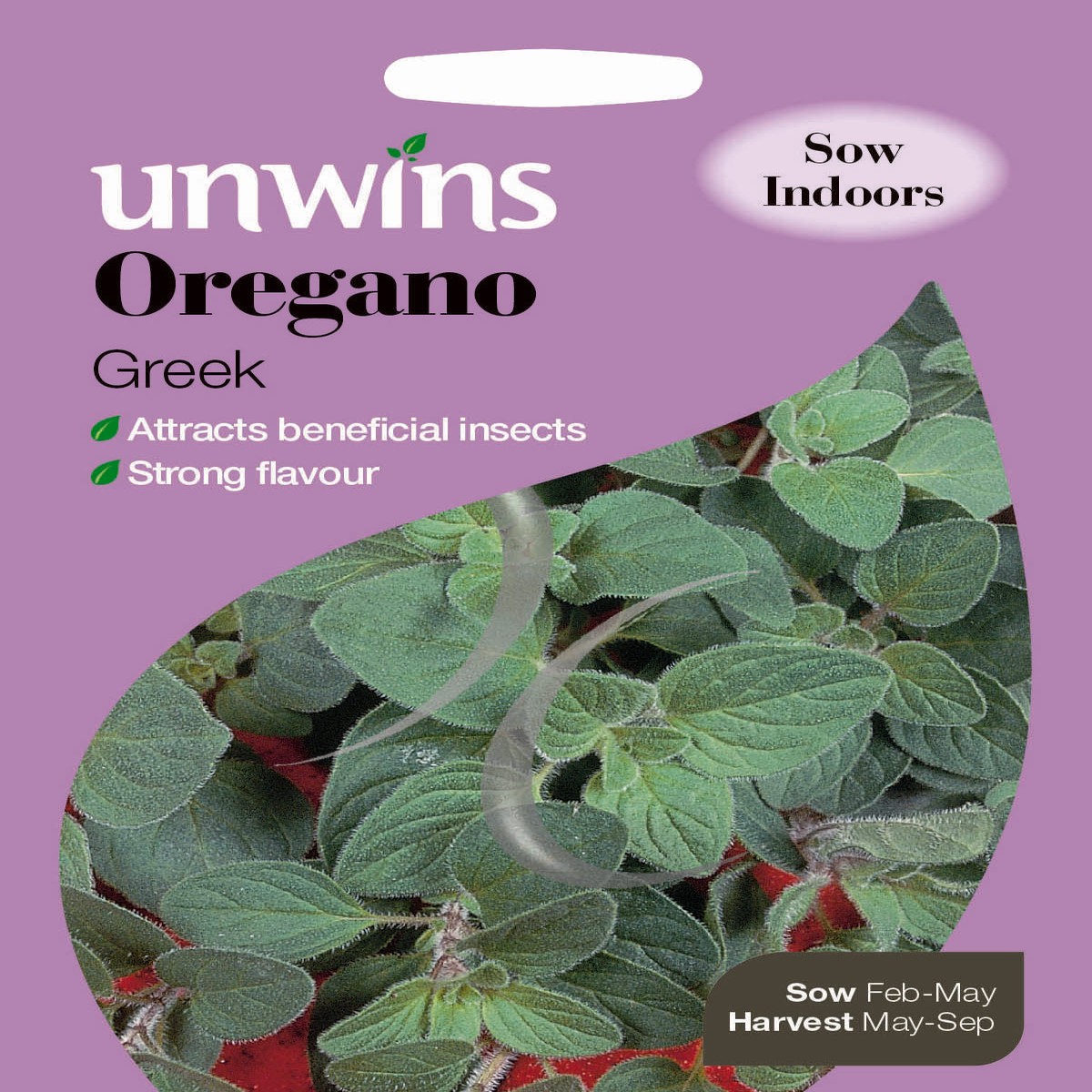 Herb Oregano Greek