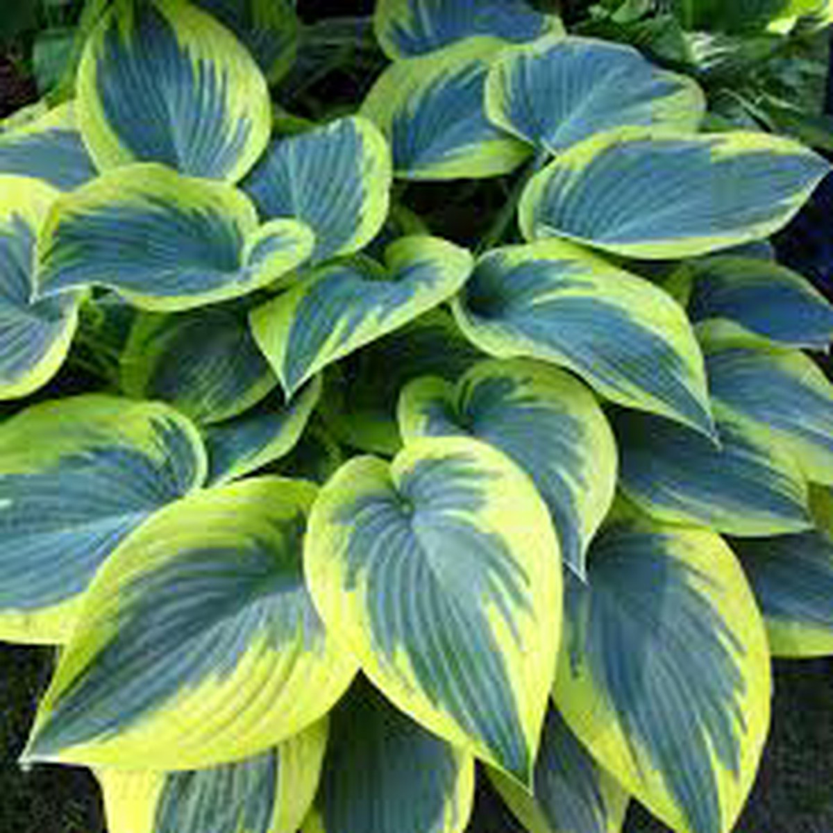 Hosta 'First Frost'