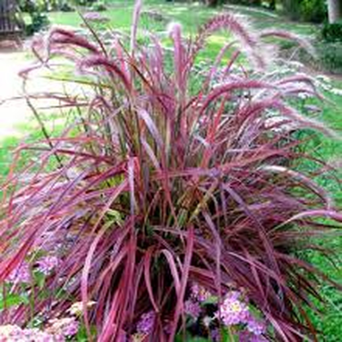 Pennisetum setac. Fireworks