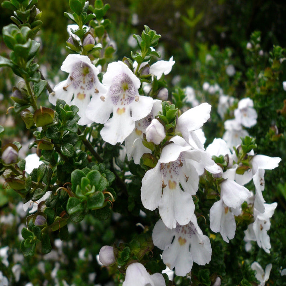Prostanthera cuneata