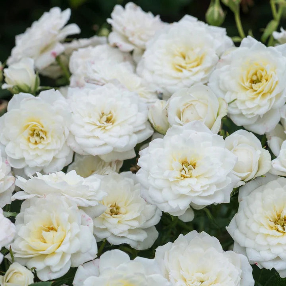 ROSA WHITE PATIO