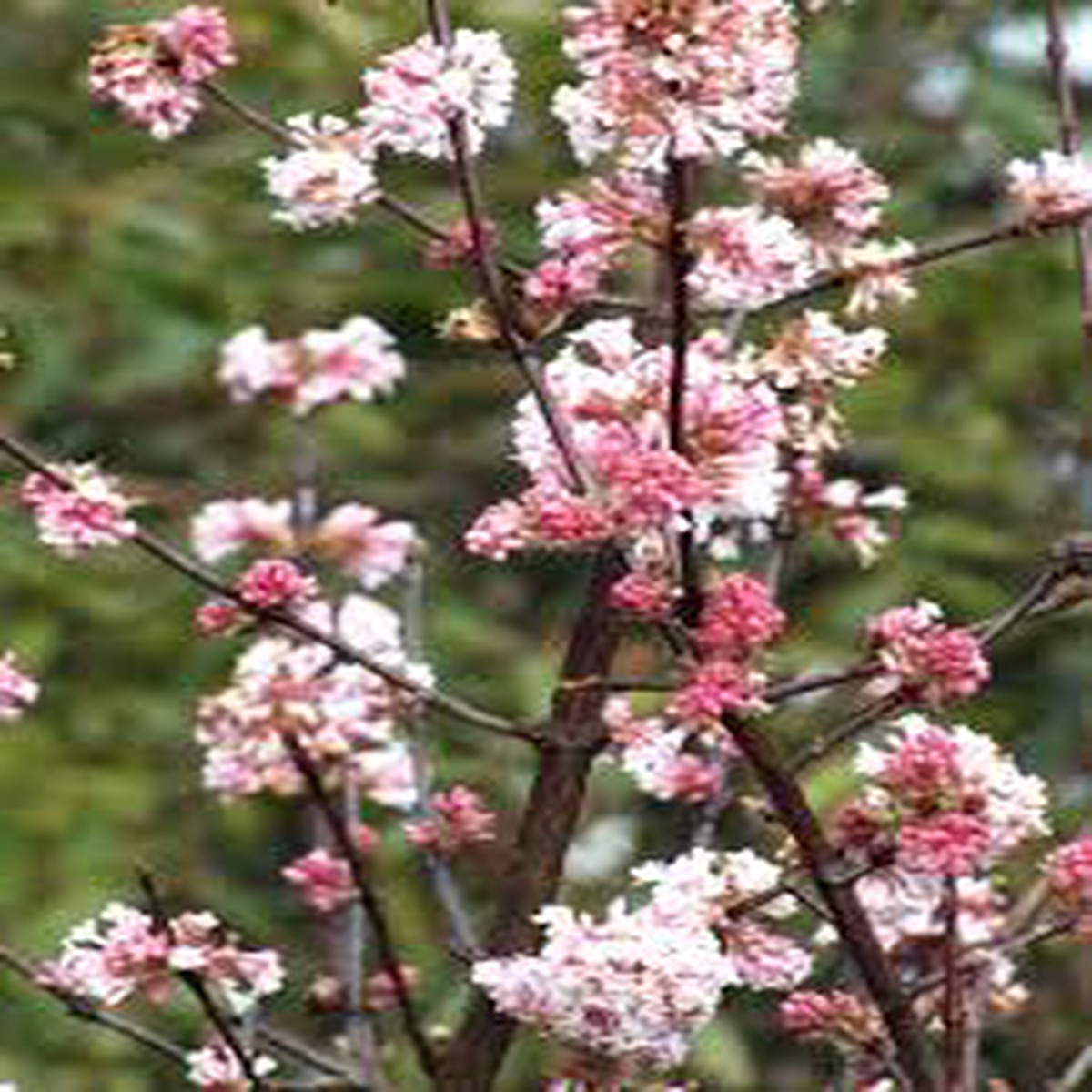 VIBURNUM BOD. CHARLES LAMONT