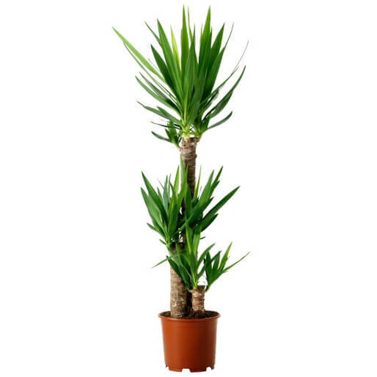 Yucca Elephantipes