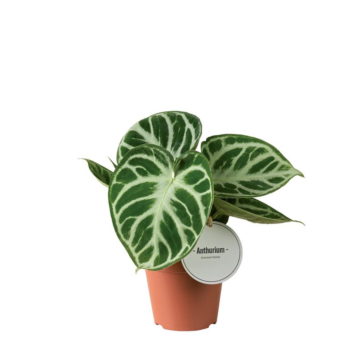 Anthurium Silver Blush  P12