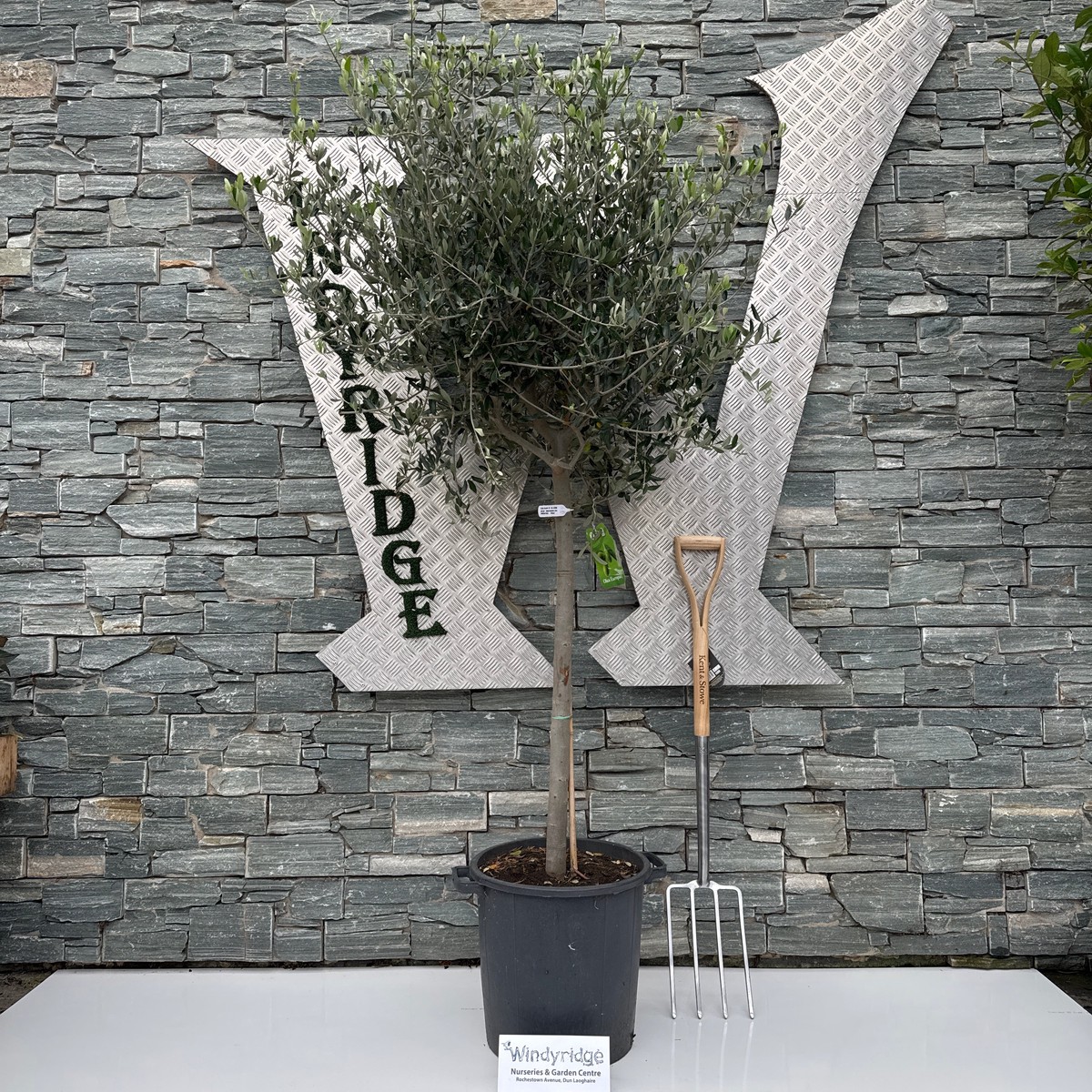 Olea Europeae on Stem P30 180cm