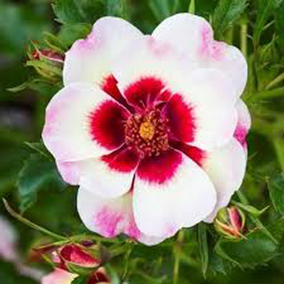 ROSA ARIA BABYLON