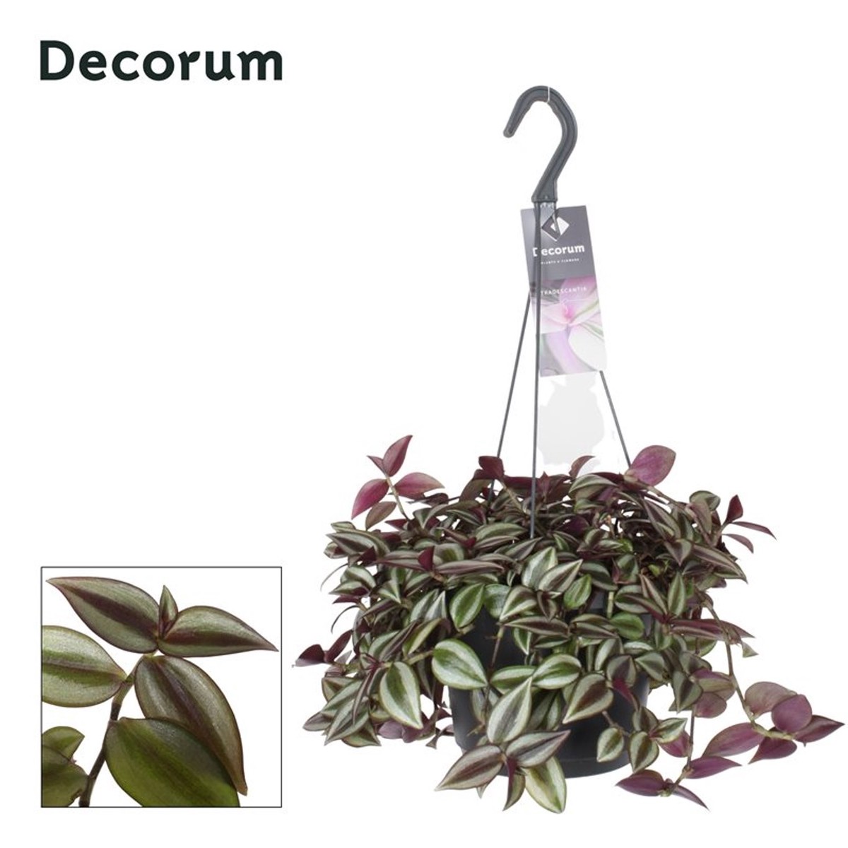 Tradescantia zebr. Yellow Hill  P18 hanging pot