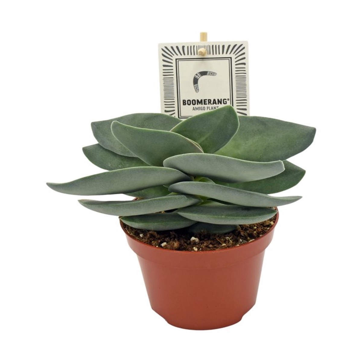 Crassula Boomerang   P10.5