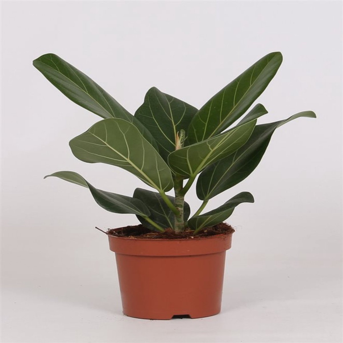 Ficus bengh. Audrey  P12