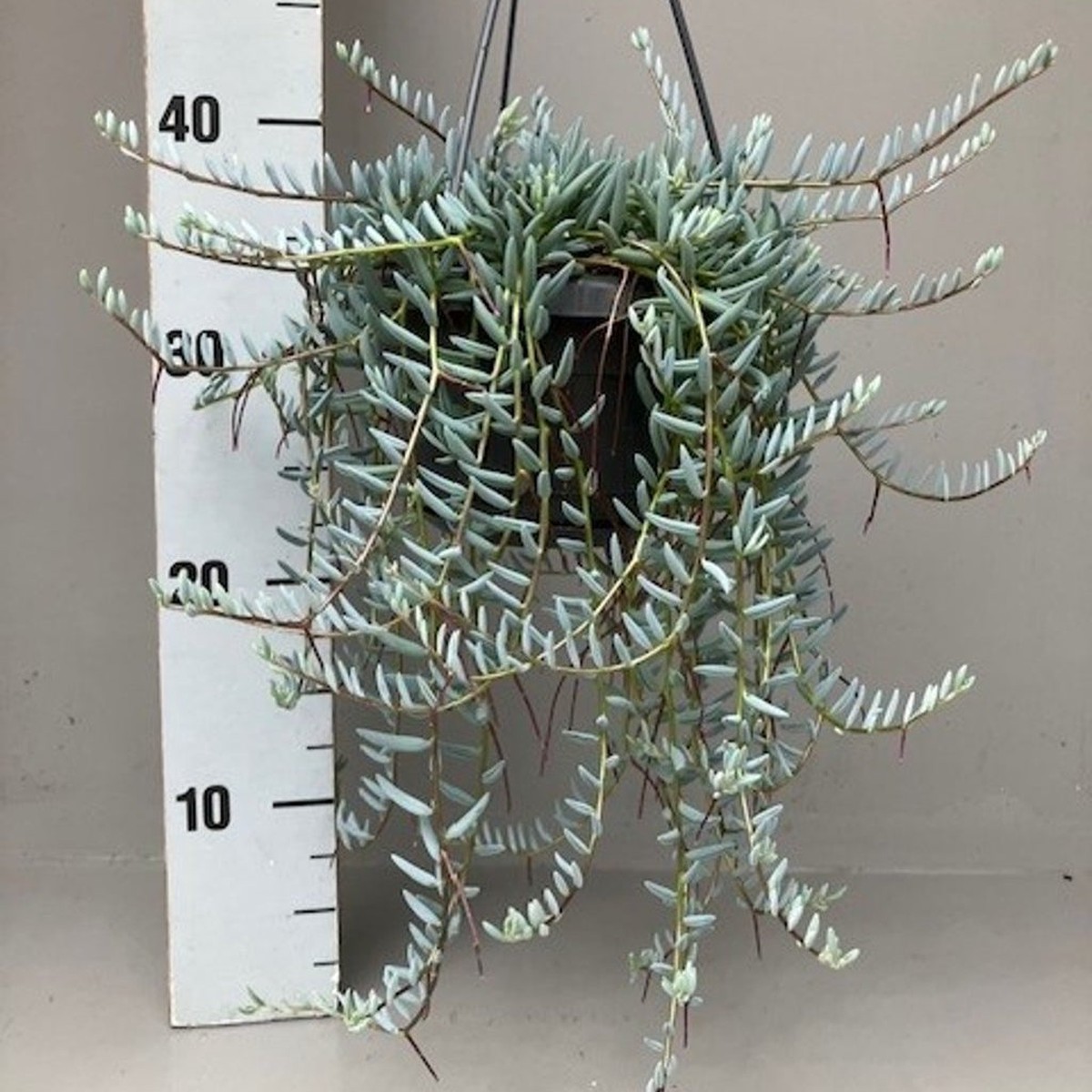 Senecio halianus  P14, hanging pot