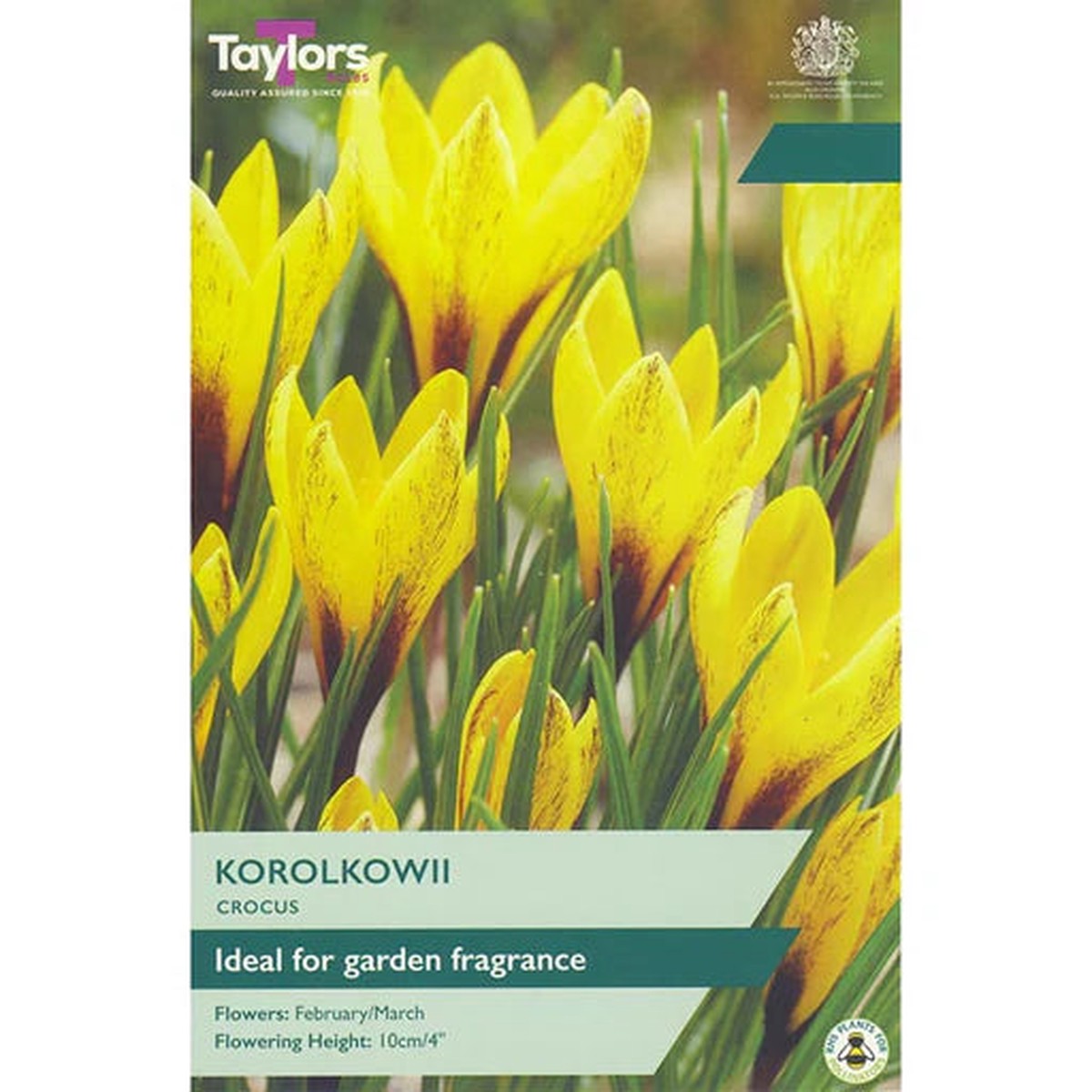 CROCUS KOROLKOWII 12