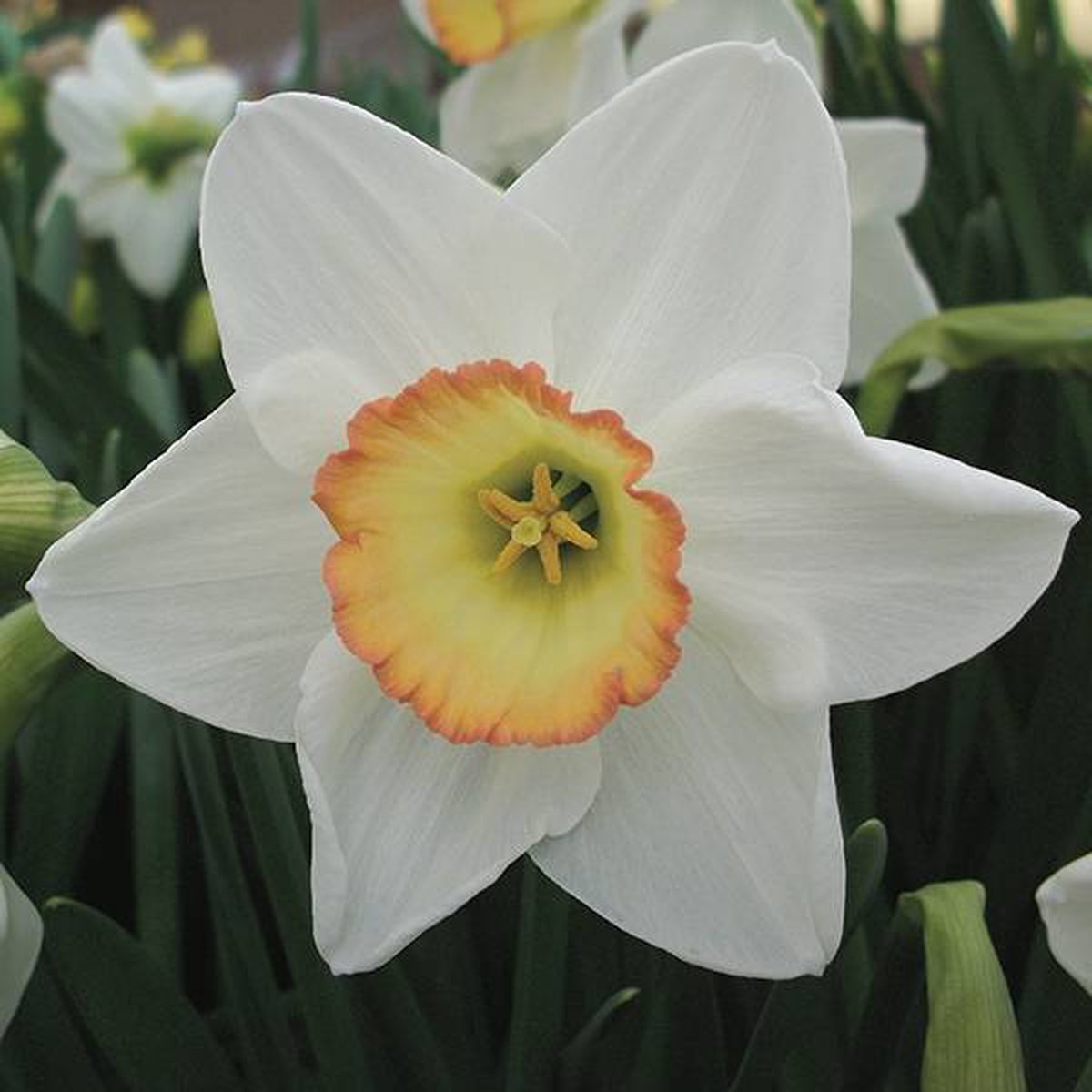 NARCISSUS HIGH SOCIETY 6