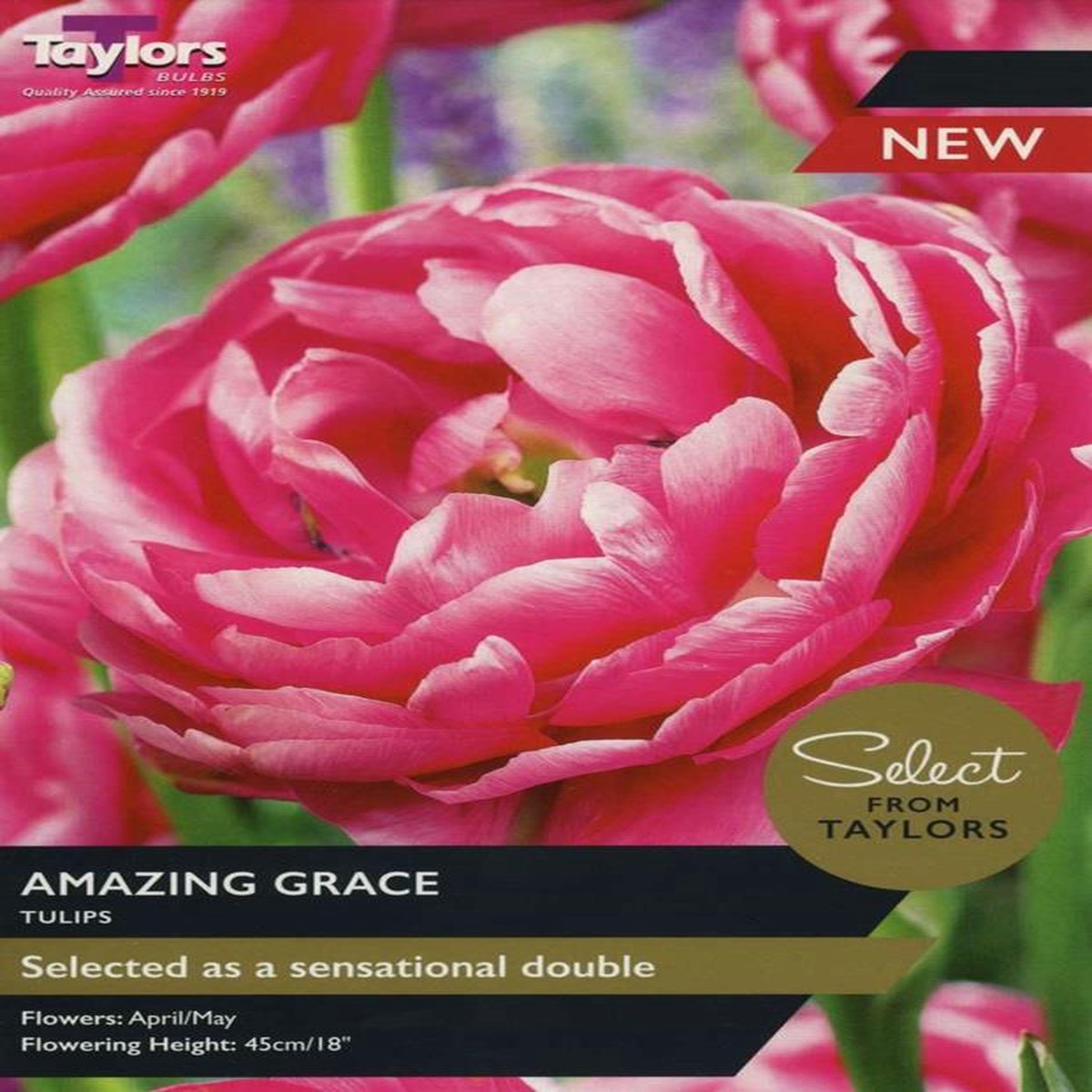 TULIP AMAZING GRACE 6