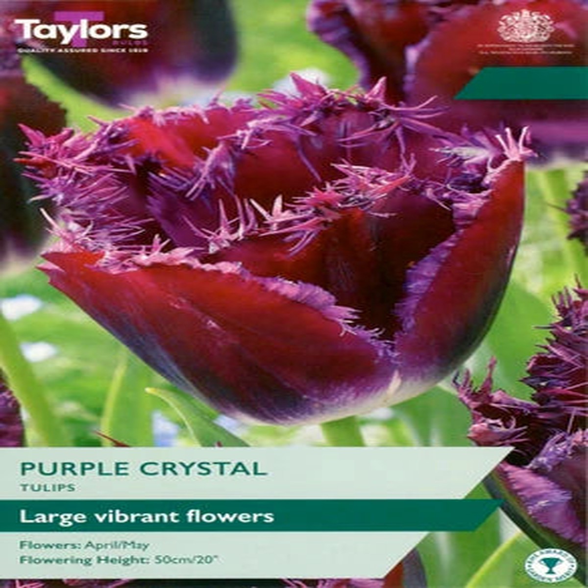 TULIP PURPLE CRYSTAL 5