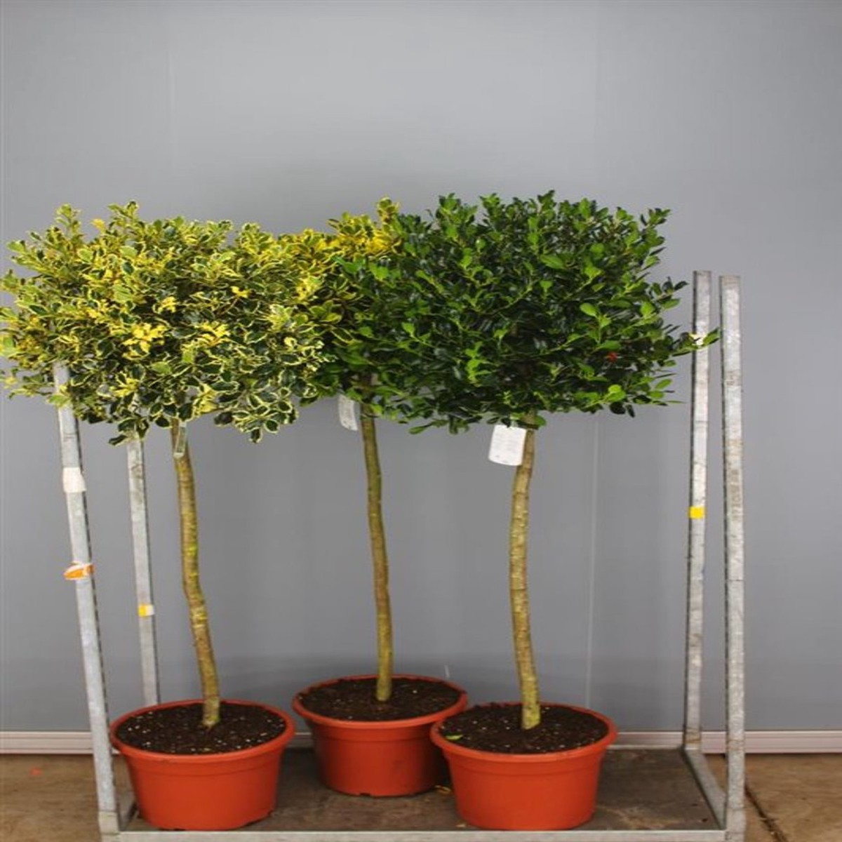Ilex mix  STEM 100 CM C25 50-60 CM BALL