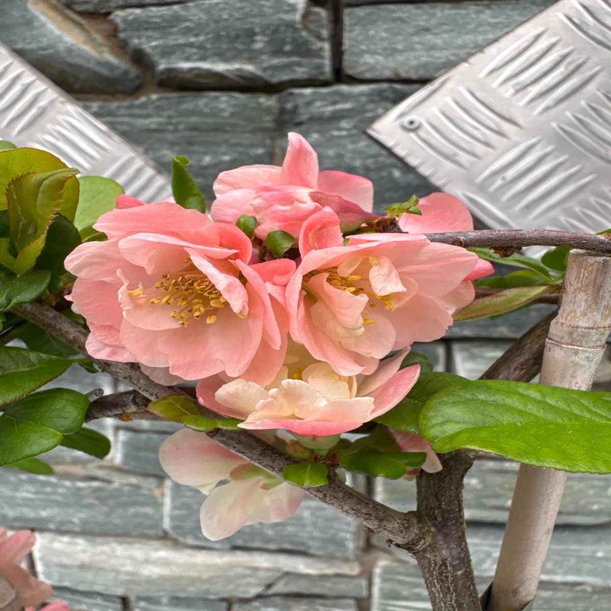 CHAENOMELES SCARLET STORM
