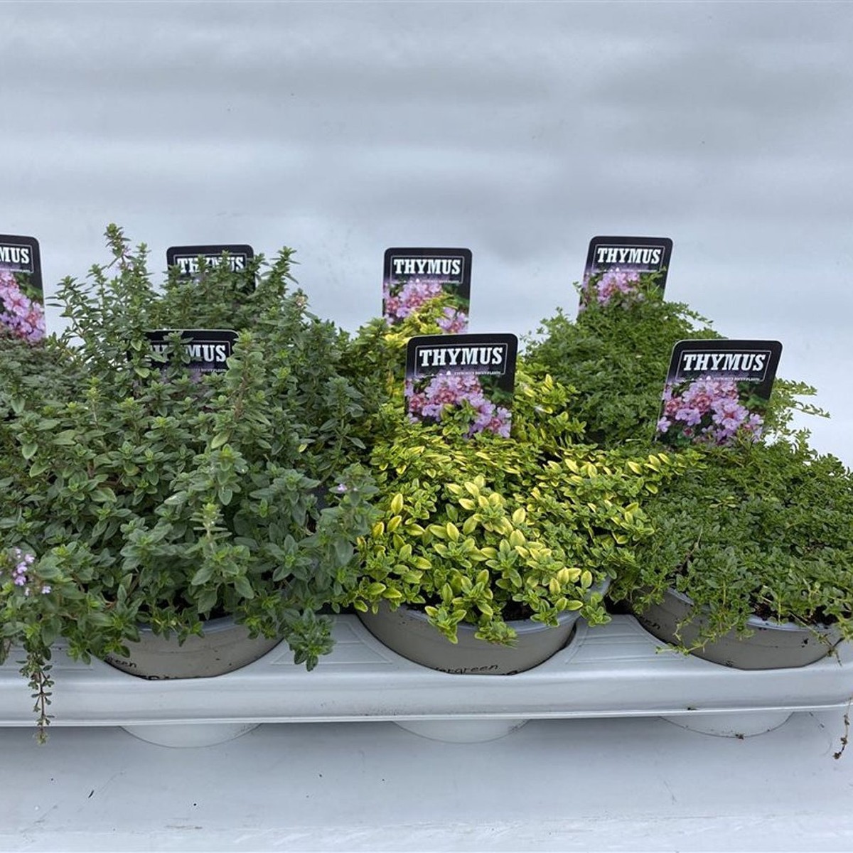 Thymus mix  P14
