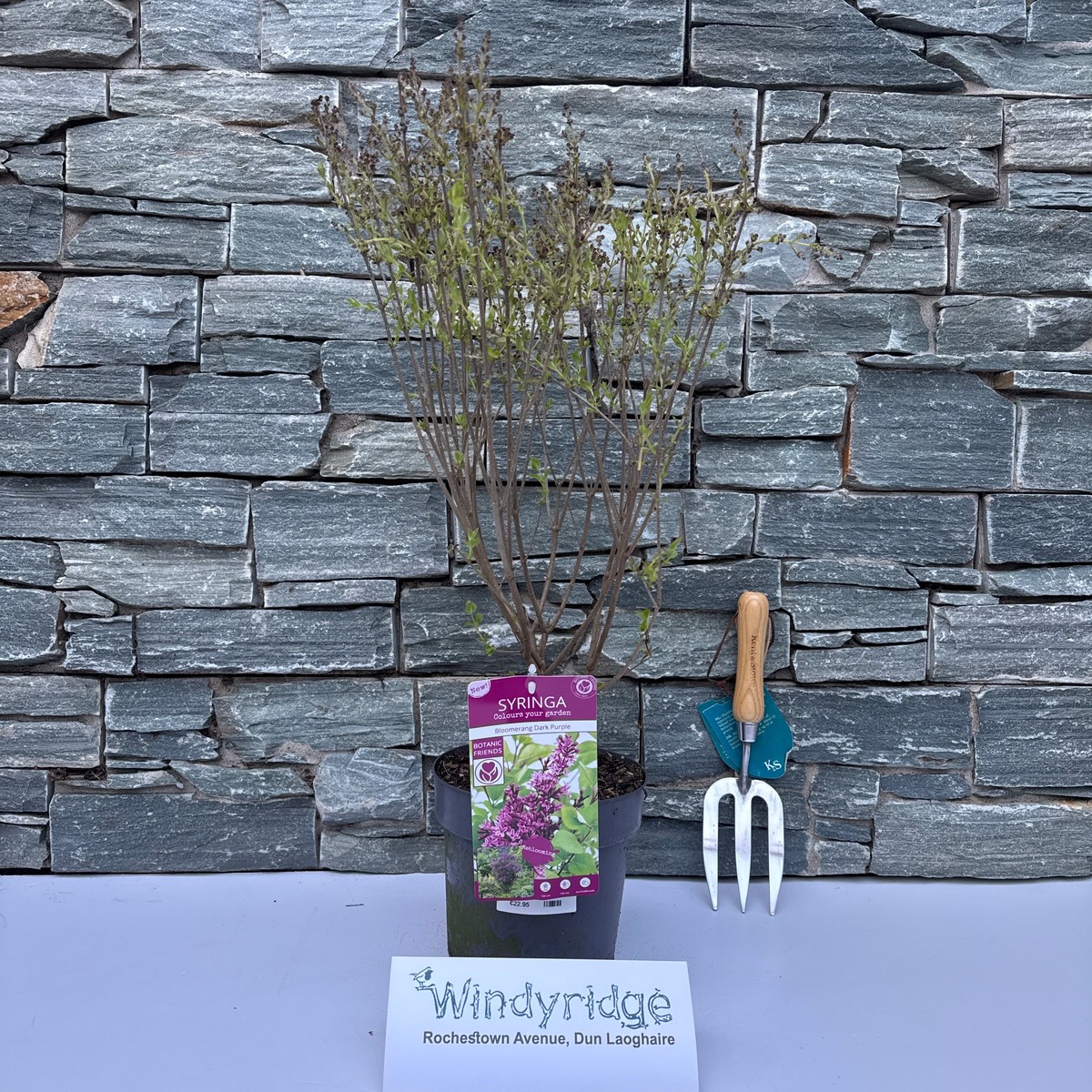 Syringa Bloomerang Dark Purple