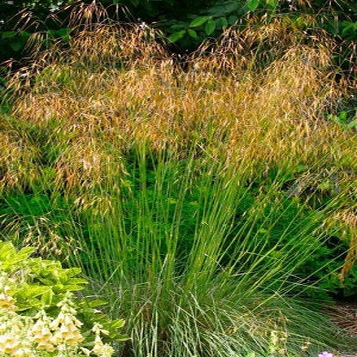 Stipa Giganteum