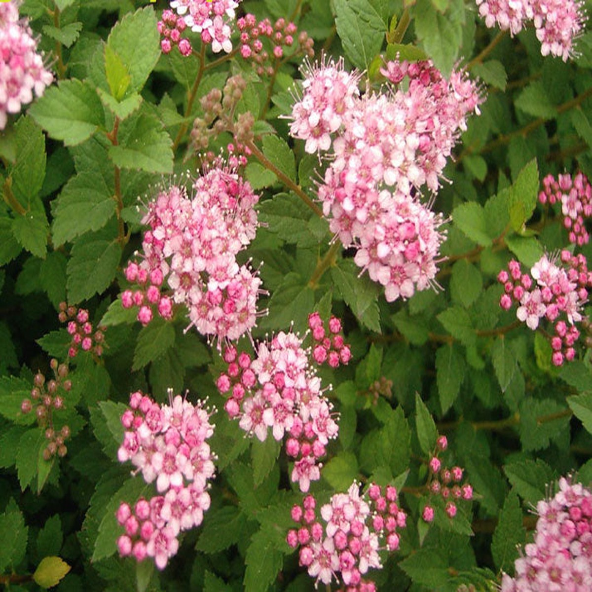 Spirea little Princess