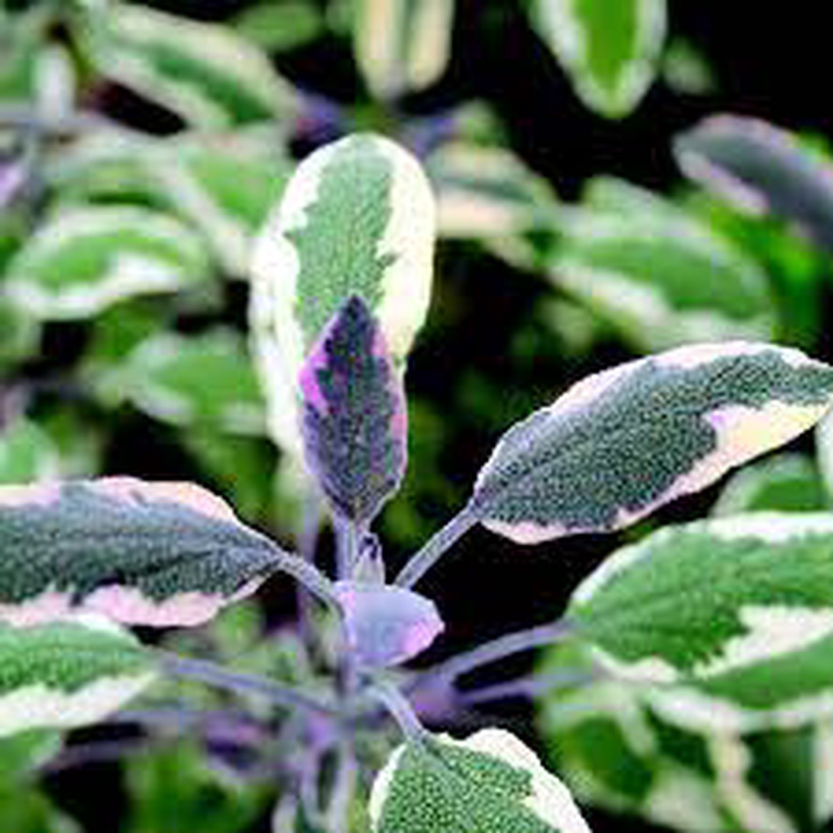 Sage off. Tricolor