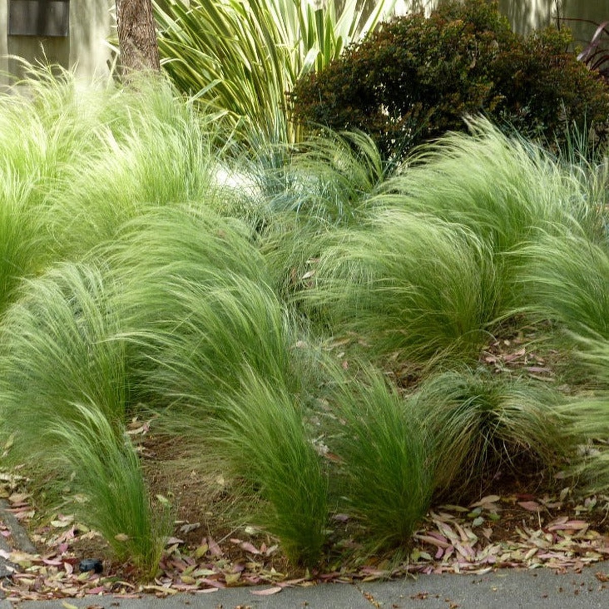 Stipa tenuissima 'Pony Tails'