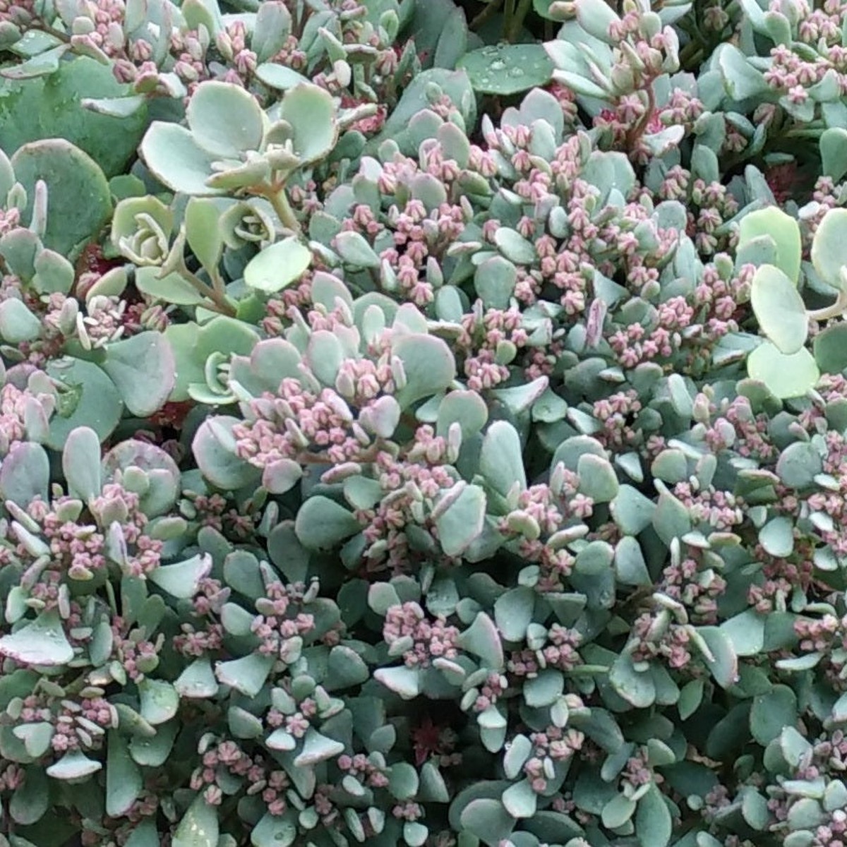 Sedum Sunsparkler Rose Carpet 1 Ltr