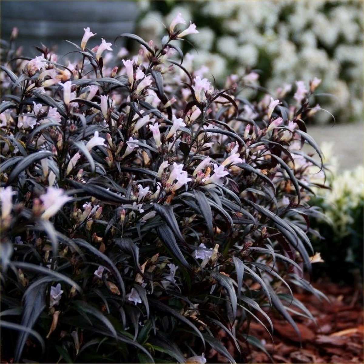 Strobilanthes anisoph. Brunetthy
