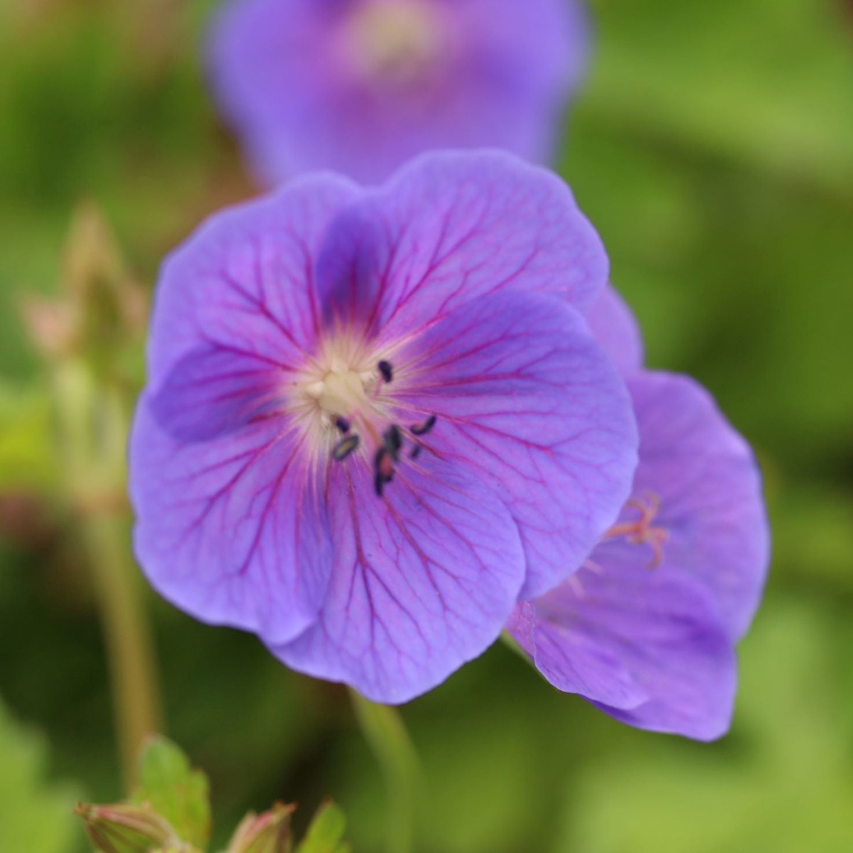 Geranium Johnsons Blue