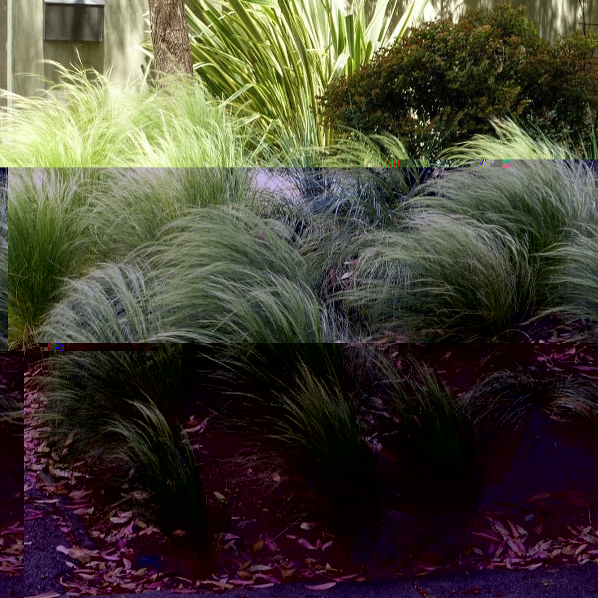STIPA tenuissima Pony Tails