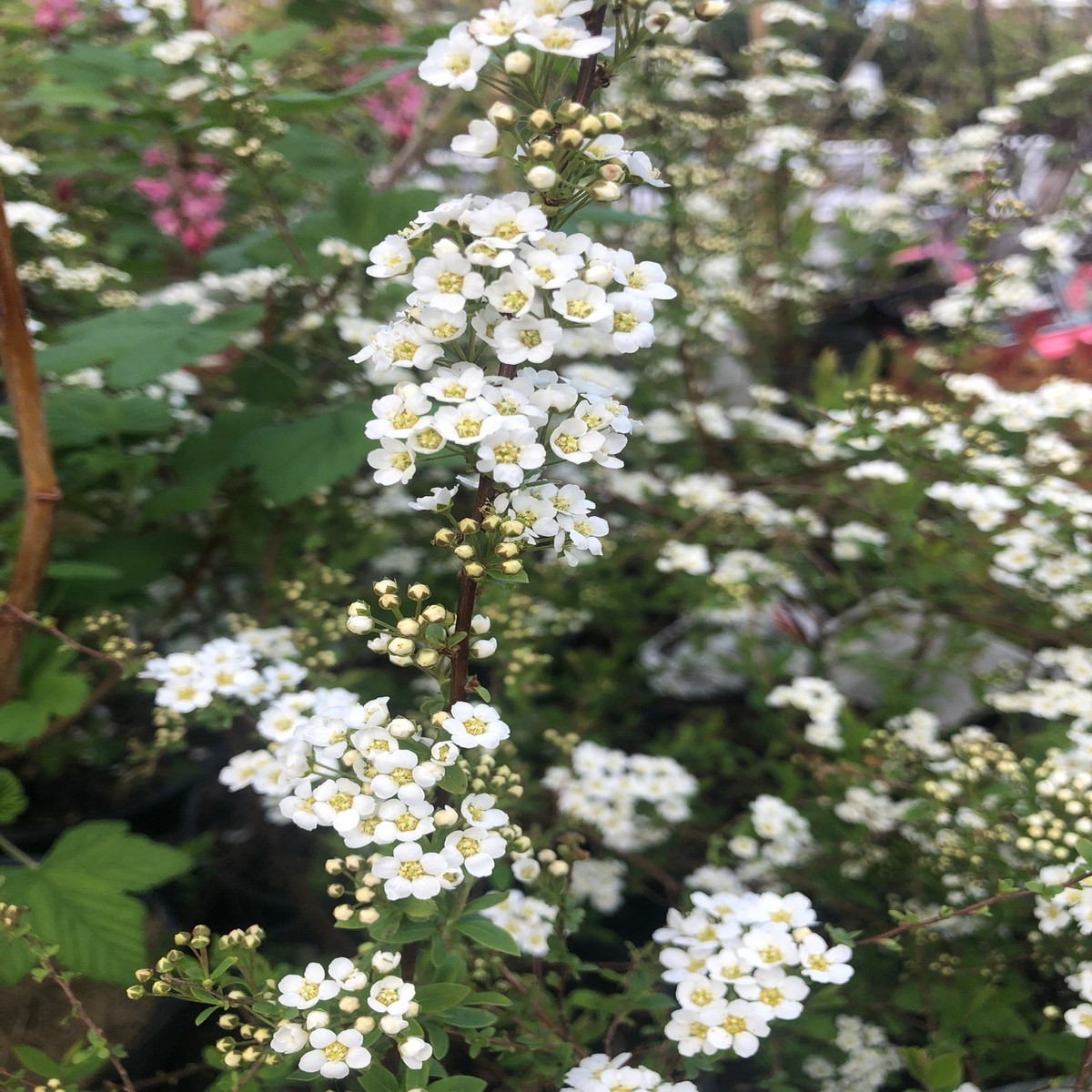 Spirea arguta
