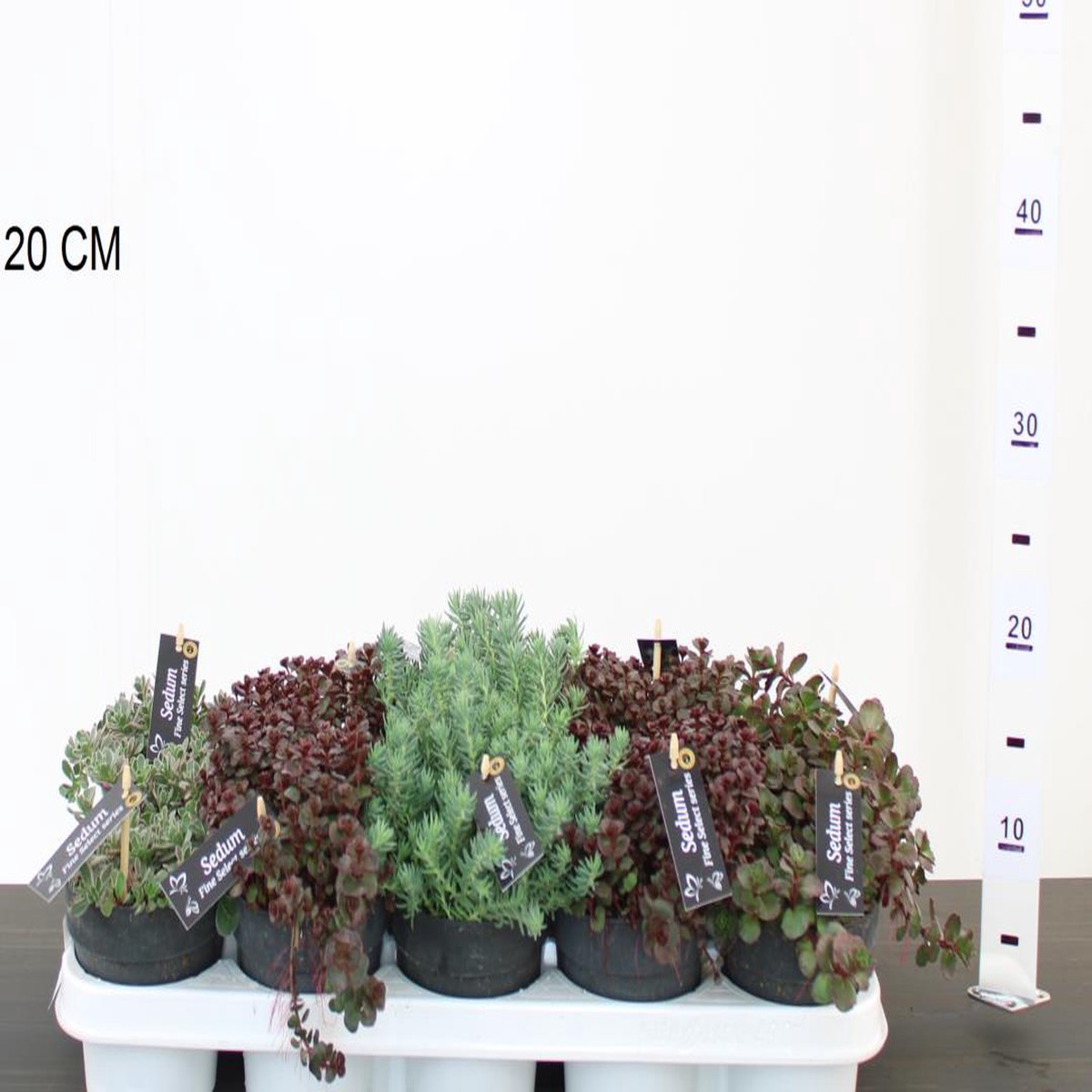 Sedum in cultivars