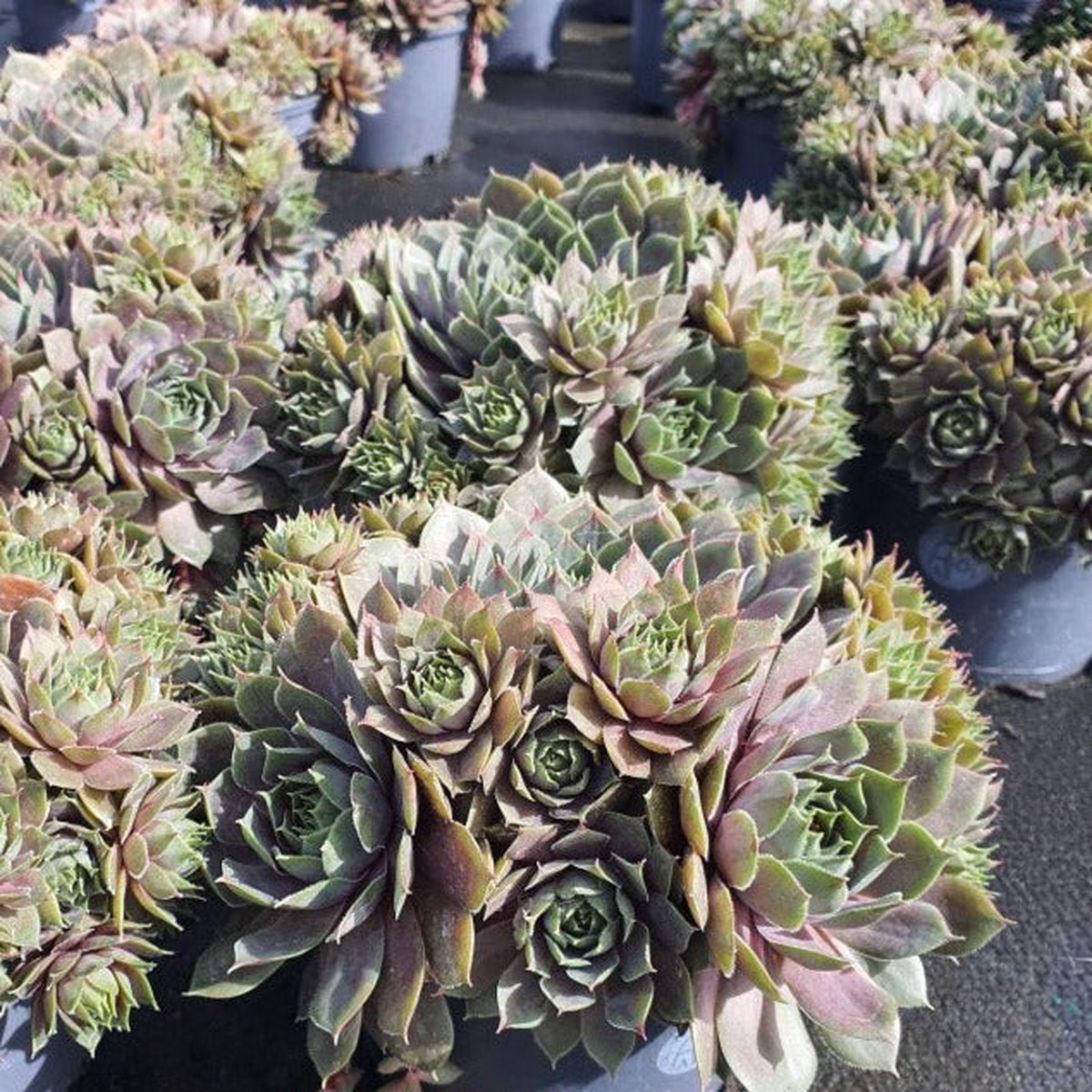 SEMPERVIVUM CC Plum Parfait