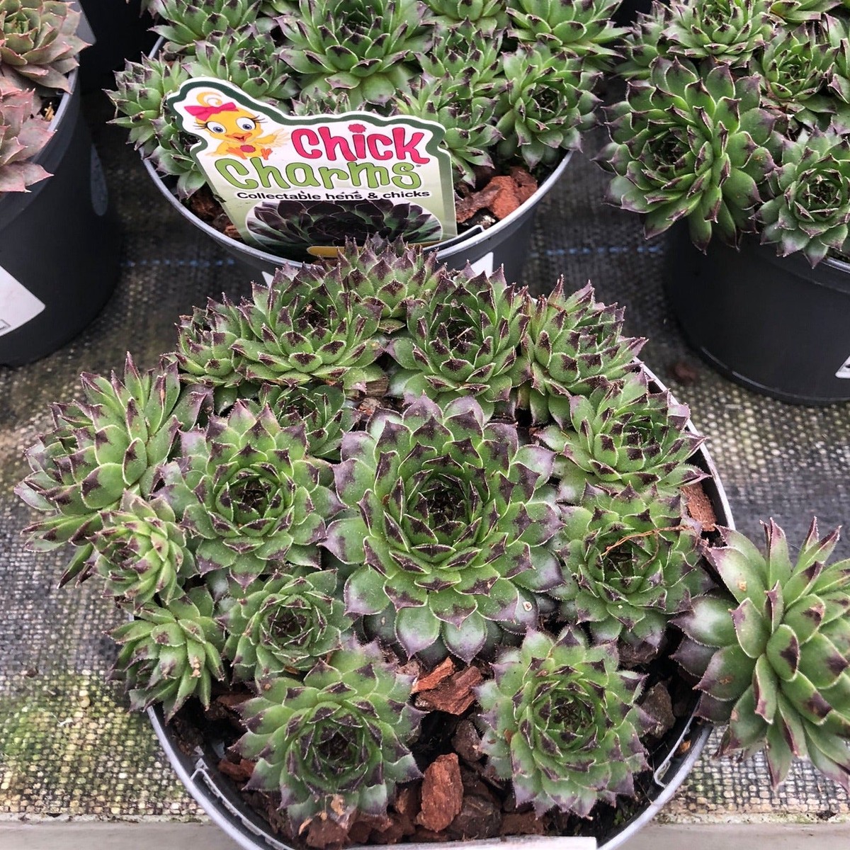 SEMPERVIVUM CC Appletini