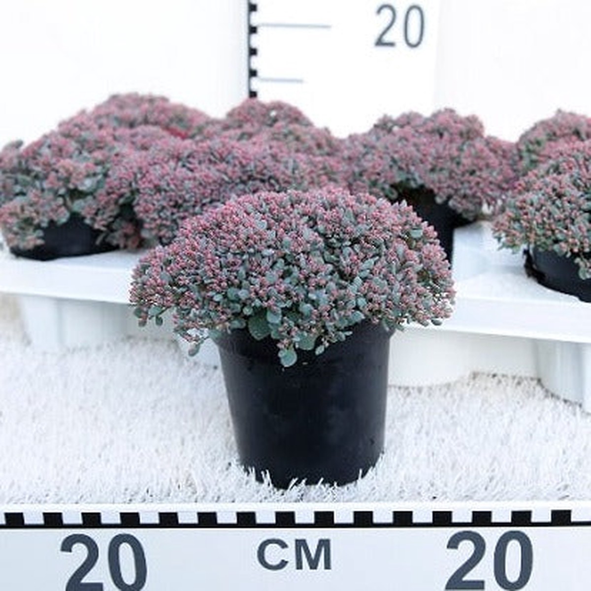 Sedum Painted Pebble  P11
